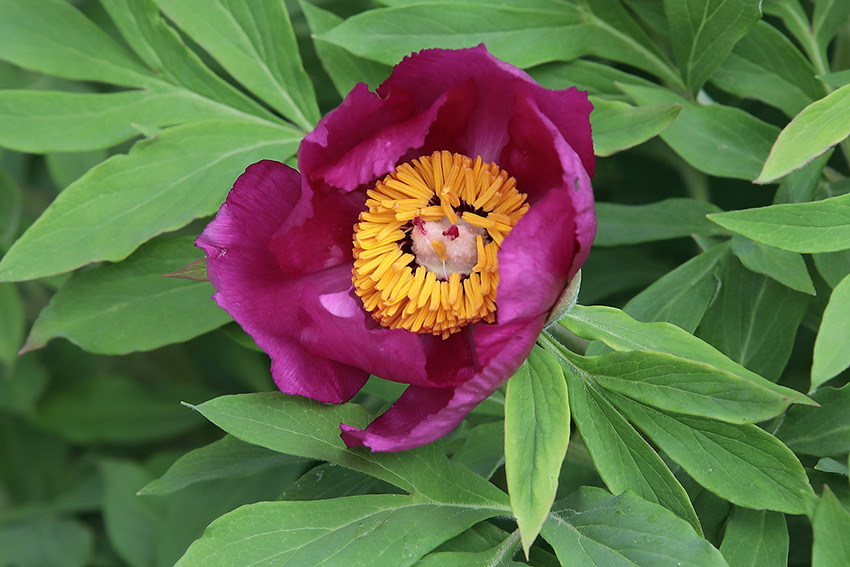 Paeonia officinalis subsp. hutii / Peonia di Huth